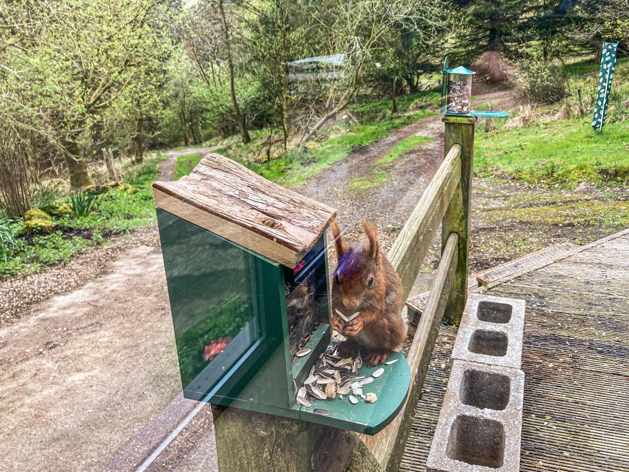 ホーズ Red Squirrel Havenヴィラ エクステリア 写真